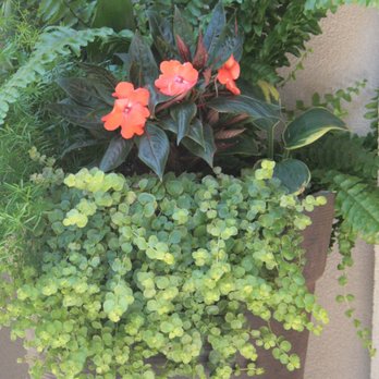 Bloom - We specialize in beautifully designed container arrangements that reflect your personality and brighten up your home. - Gardeners Near Me Bloom - We specialize in beautifully designed container arrangements that reflect your personality and brighten up your home. - Gardeners Near Me