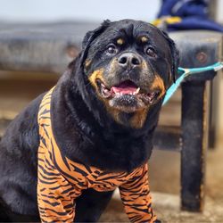 Suite Life Pet Resort & Spa - Very Cute!
