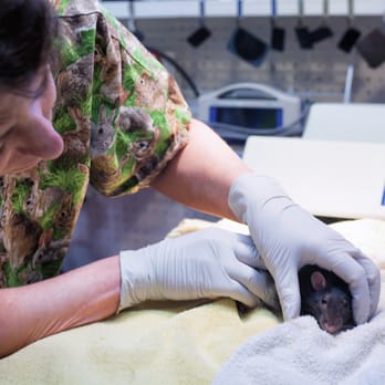 North Seattle Veterinary Clinic - Dr. Nathanson carefully examines a sweet rat patient before surgery. - Veterinarians Near Me - Seattle, Washington North Seattle Veterinary Clinic - Dr. Nathanson carefully examines a sweet rat patient before surgery. - Veterinarians Near Me - Seattle, Washington
