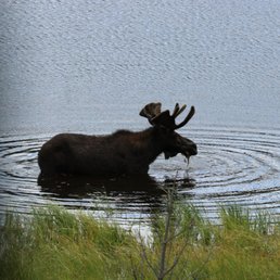 Moose at Sheep Lake - not a guarantee on a tour, but a pleasant surprise!