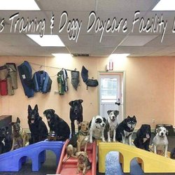 Live Free Canine Dog Training Gift Greeting Cards Email, Text