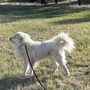 Photo of Ruff House Dog Ranch