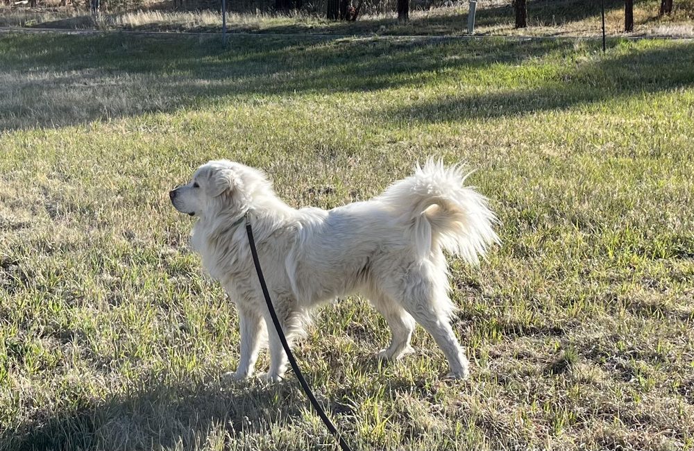 RUFF HOUSE DOG RANCH Updated September 2024 13 Photos & 16 Reviews