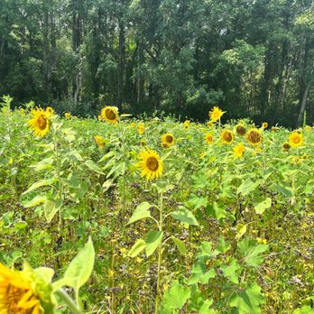 McKee-Besher WMA - 8/1/ 2022-Sunflowers - Parks Near Me McKee-Besher WMA - 8/1/ 2022-Sunflowers - Parks Near Me