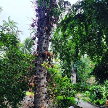 Foster Botanical Garden - Botanical Gardens Near Me - Honolulu, Hawaii