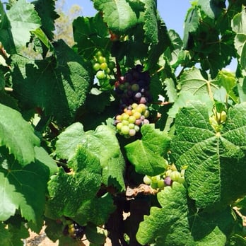 Ponte Winery - Wineries Near Me - Temecula, California