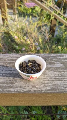 Photo of Urasawa - Beverly Hills, CA, US. Caviar