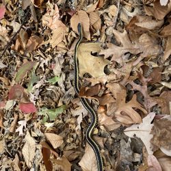 Snake Den State Park