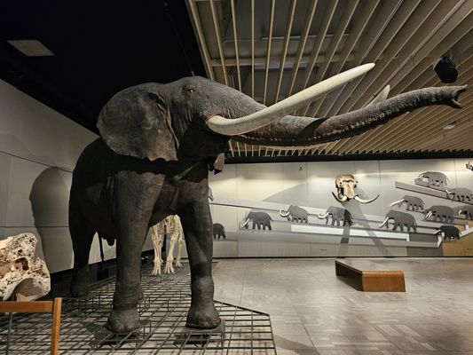 Senckenberg Nature Museum by null
