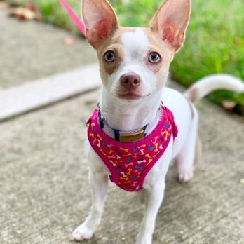 Sunset Animal Care - Dog Walkers Near Me Sunset Animal Care - Dog Walkers Near Me