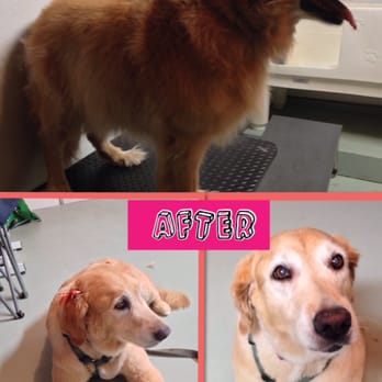 The Dirty Dog - Pet Groomers Near Me - Little Elm, Texas