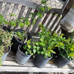 Fenton's Nursery