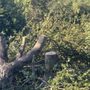 Photo of Saunders Tree Service