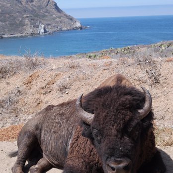 Catalina Expeditions - Buffalo by the sea!! - Tours Near Me - Avalon, California Catalina Expeditions - Buffalo by the sea!! - Tours Near Me - Avalon, California