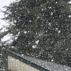 KPTV Fox 12 - Snowing in Hazel Dell at 9 AM. Large flakes, and it is really coming down. Just starting to stick.