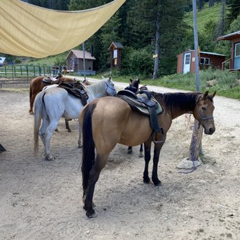 Mountain Horse Adventures - Horseback Riding Near Me - Sandpoint, Idaho Mountain Horse Adventures - Horseback Riding Near Me - Sandpoint, Idaho