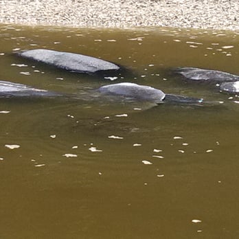 Devil's Elbow Fishing Camp - Live manatees - Boating Near Me Devil's Elbow Fishing Camp - Live manatees - Boating Near Me