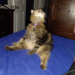 Cat Hospital Of Wichita - This is Miss Figgy our 1 year old Manx baby.  Dr. Jones and her staff saved her life from serious struvite bladder stones.