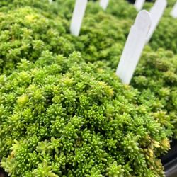 Rivanna Landscapes - Succulents for the fountain installation.
