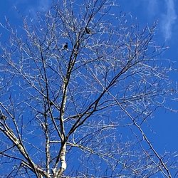 The Rookery - A flock of Red-winged blackbirds chatting.