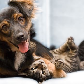 Sabal Palm Animal Hospital - Veterinarians Near Me - Naples, Florida Sabal Palm Animal Hospital - Veterinarians Near Me - Naples, Florida