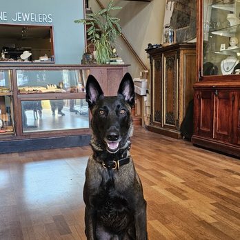 Olde Towne Jewelers - Super pet friendly. They loved on my big Belgian Malinois - Jewelry Near Me - Santa Rosa, California