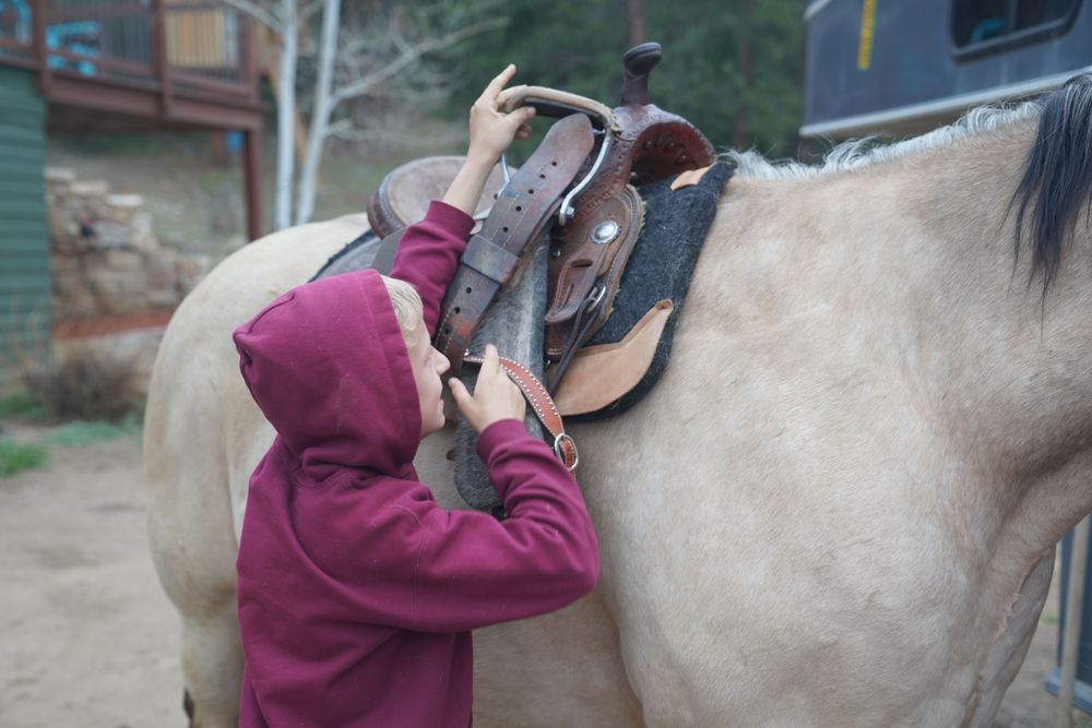 Mountain View Equestrian - equestrian in Golden, CO