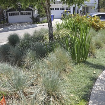 Mostly Native Gardens - All California Natives fill this front yard. Yard is watered twice a month in summer and never in the fall and winter. - Landscaping Near Me - Encinitas, California Mostly Native Gardens - All California Natives fill this front yard. Yard is watered twice a month in summer and never in the fall and winter. - Landscaping Near Me - Encinitas, California