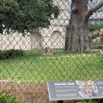 Mike the Tiger Habitat - Mike the Tiger - Local Flavor Near Me - Baton Rouge, Louisiana Mike the Tiger Habitat - Mike the Tiger - Local Flavor Near Me - Baton Rouge, Louisiana