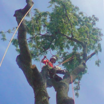 Neil Tomlin Professional Tree & Groundwork Services - Gardeners Near Me - Louth, LIN Neil Tomlin Professional Tree & Groundwork Services - Gardeners Near Me - Louth, LIN