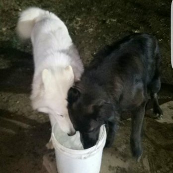 Mayflower Dog Park - Water buckets for the doggies - Dog Parks Near Me - Escondido, California