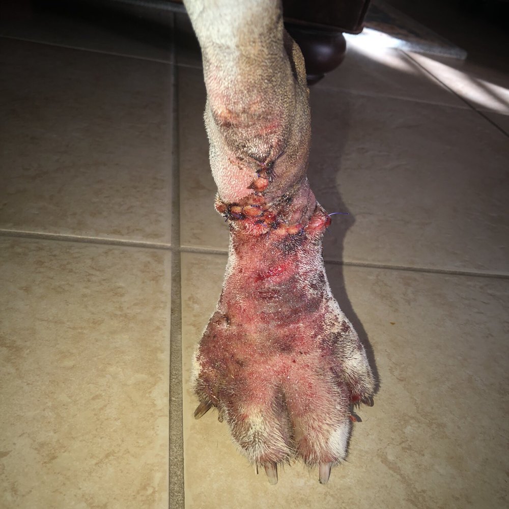 Veterinary Surgical Solutions - Veterinarians Near Me - Austin, Texas Veterinary Surgical Solutions - Veterinarians Near Me - Austin, Texas