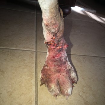 Veterinary Surgical Solutions - Veterinarians Near Me - Austin, Texas Veterinary Surgical Solutions - Veterinarians Near Me - Austin, Texas