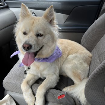 K-9 Kuts Grooming - After her first appointment - Pet Groomers Near Me - Canutillo, Texas K-9 Kuts Grooming - After her first appointment - Pet Groomers Near Me - Canutillo, Texas