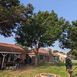 Mercer Tree Service