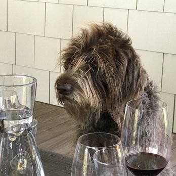 Frog's Leap Winery - Love this sweetie. - Wineries Near Me - Rutherford, California