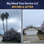 Photo of Big Wood Tree Service