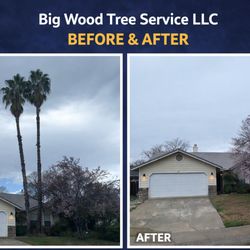 Big Wood Tree Service - Palm Tree Removals 
Before and after