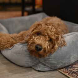 Greensburg Bed & Biscuit