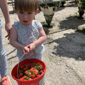 Blessington Farms - Pumpkin Patches Near Me - Simonton, Texas