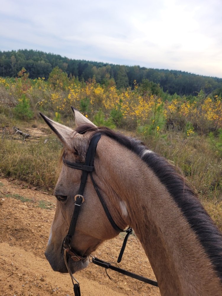 Soul of Dixie - equestrian in Kilmichael, MS