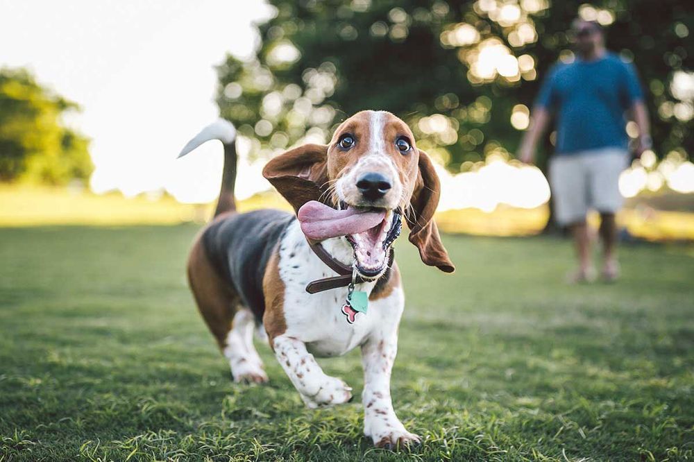 THRIVE AFFORDABLE VET CARE LITHIA CROSSING 25 Photos