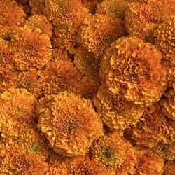 Los Angeles Flower District