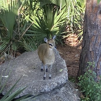 Brevard Zoo - Klipspringer - Zoos Near Me - Melbourne, Florida Brevard Zoo - Klipspringer - Zoos Near Me - Melbourne, Florida