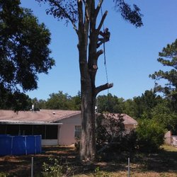 Pilcher Tree Service & Lawn Care - Removing dead and hazardous limbs