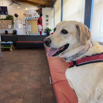 Dermatology for Animals - Albuquerque - Gracie - Veterinarians Near Me - Albuquerque, New Mexico Dermatology for Animals - Albuquerque - Gracie - Veterinarians Near Me - Albuquerque, New Mexico