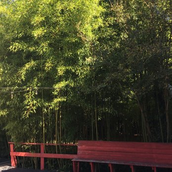 Sister Liu's Kitchen - Mini bamboo forest. - Chinese Near Me - Durham, North Carolina Sister Liu's Kitchen - Mini bamboo forest. - Chinese Near Me - Durham, North Carolina
