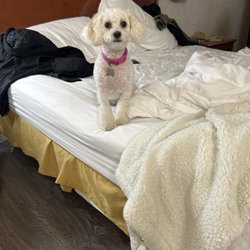 Vagabond Inn - Executive Green Valley Sahuarita - My baby girl