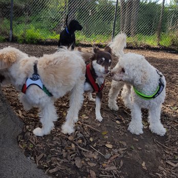 Jurassic Bark Pet Care - fluff Sandwich - Dog Walkers Near Me Jurassic Bark Pet Care - fluff Sandwich - Dog Walkers Near Me
