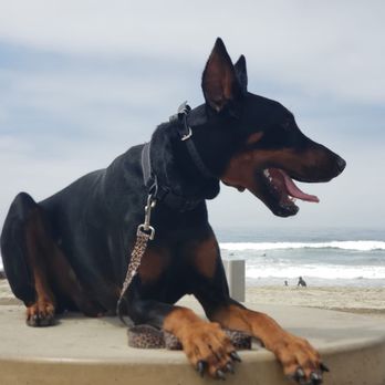 Off Leash K9 Training - Lucifer (9month old doberman) at the beach working with Cole! - Pet Training Near Me - Murrieta, California Off Leash K9 Training - Lucifer (9month old doberman) at the beach working with Cole! - Pet Training Near Me - Murrieta, California